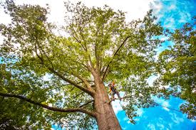 Best Tree Trimming and Pruning  in Armona, CA