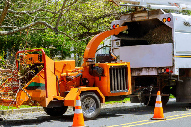 Best Emergency Tree Removal  in Armona, CA